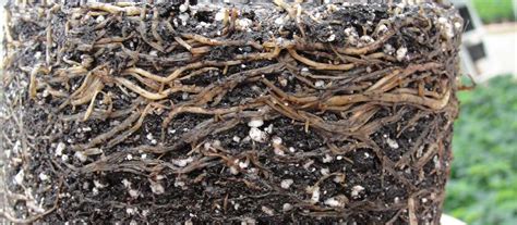 Image result for Pythium Root Rot Signs