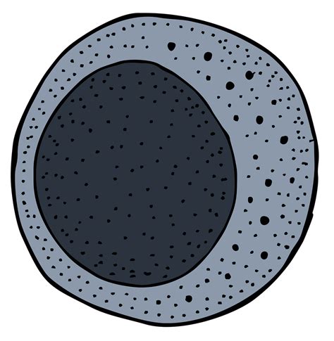 White Blood Cell Drawing