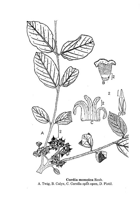 Herbarium JCB