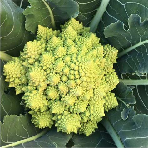 Cauliflower Romanesco Broccoli Seeds - Stunning Spiral Curds, 170-180 ...