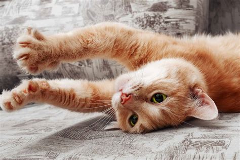 Meloxicam Dosage Chart for Cats: Risks, Side Effects, Dosage, and More ...