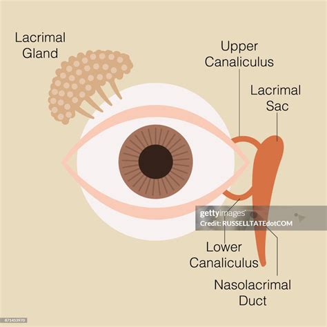 Lacrimal Gland