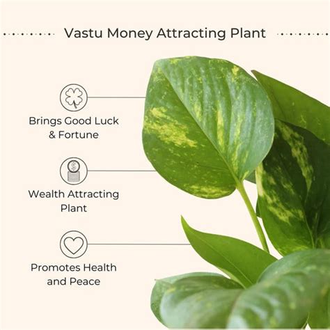 Buy Small Plants Online In India | Greenkin