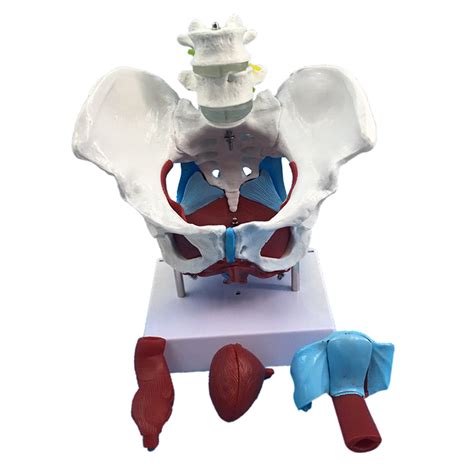 ⚡️Buy Maxbell Highly Detailed 1:1 Lifesize Human Female Pelvis Model w ...