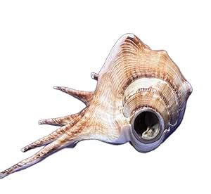 Large Size Panchmukhi Shankh ll Authentic Vedic Conch Shell with Five ...