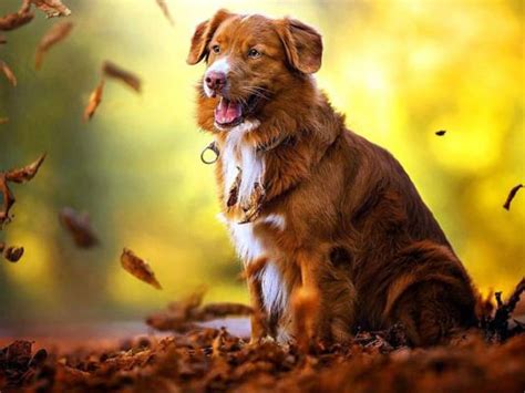 Image result for Dog Using Computer Meme