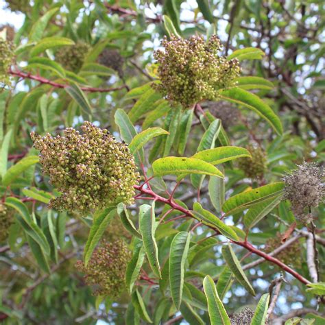 Laurel sumac (Malosma) Flower, Leaf, Care, Uses - PictureThis