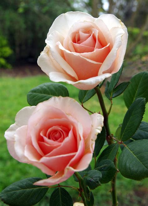 Long stemmed rose (Hybrid Tea) Shirley
