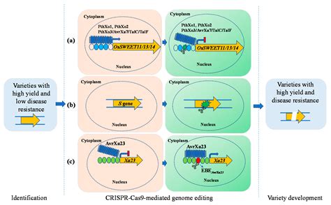 Recent Progress in Rice Broad-Spectrum Disease Resistance