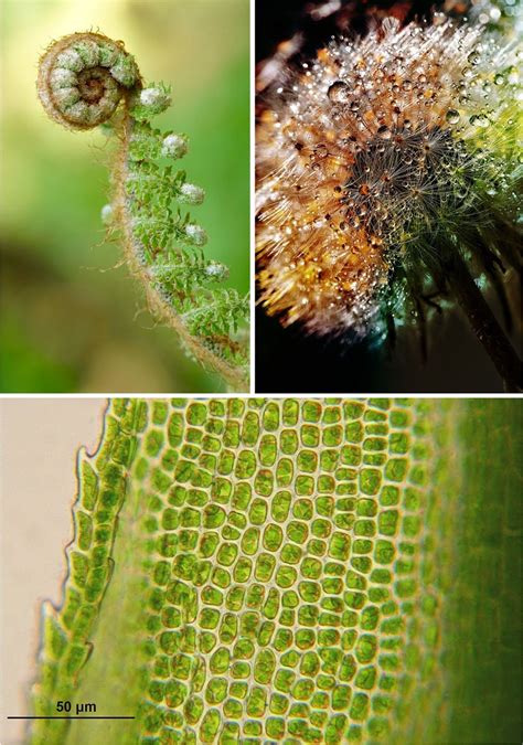 Image result for Alien Plants in Seed Woman