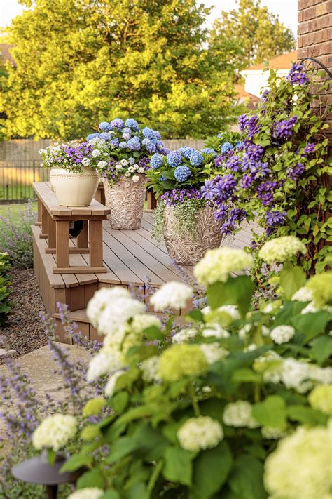 Hydrangea Front Porch Planter Hydrangeas On Front Porch Steps