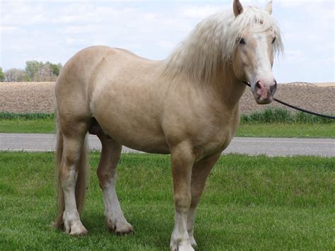 American Cream Draft Horses