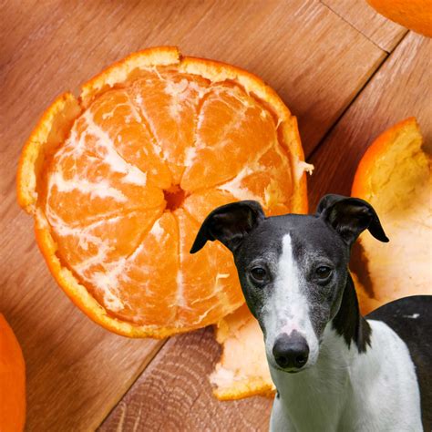 Can Dogs Eat Mandarin Oranges