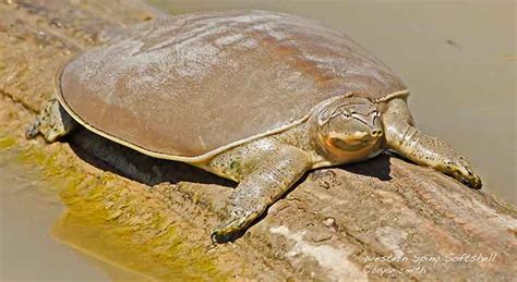 Image result for Turtle Color