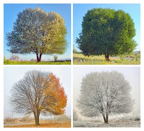 树木的四季概念图片素材-四季概念创意图片素材-jpg图片格式-mac天空素材下载