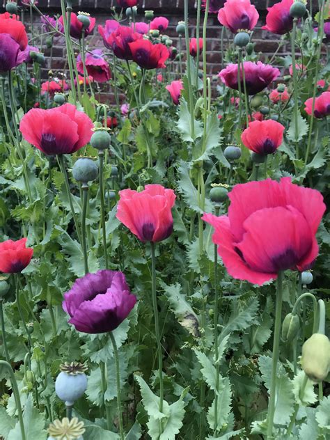 Combining tulips with annuals and perennials – Artofit