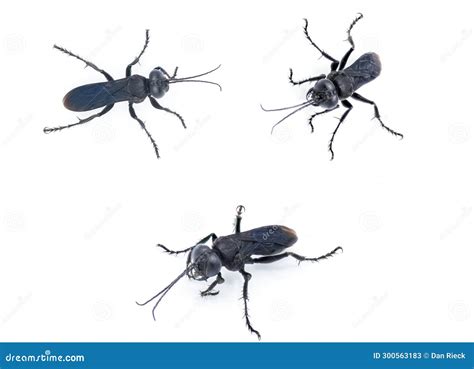 Black Cricket Hunting Wasp in the Genus Lirus L. Argentatus Stock Image - Image of crabronid ...