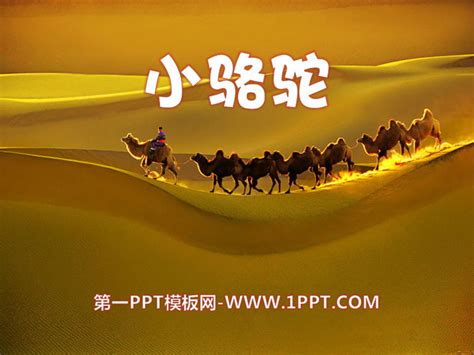 《小骆驼》PPT课件 - 第一PPT