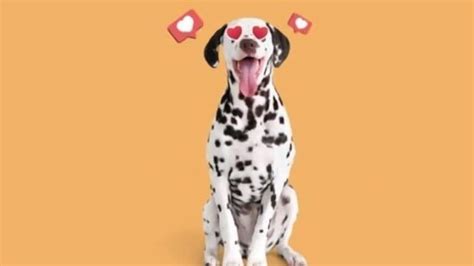 How Dogs See Humans 的图像结果