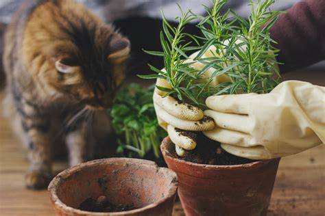 Is Basil Toxic To Cats Here's The Truth
