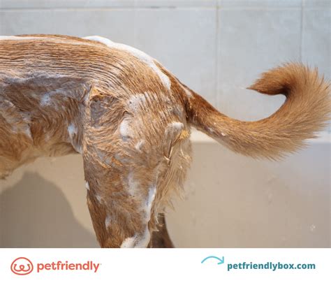 Does Dawn Dish Soap Kill Fleas on Pets: Benefits and Risks ...