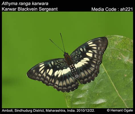 Athyma ranga | Butterfly