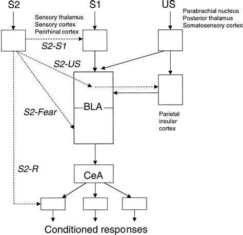 Using Pavlovian Higher-Order Conditioning Paradigms to Investigate the ...