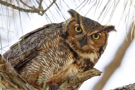 Are Owls Dangerous? - defendersblog