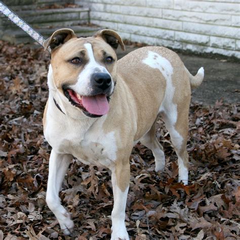 Critter Cavalry Rescue (CCR) (@crittercavalry) • Instagram photos and ...