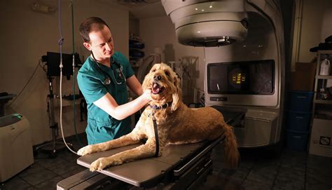 What Are The Side Effects Of Radiation For Dogs