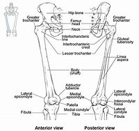Image result for four extremities