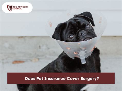 Does Pet Insurance Cover Surgery? | Dog Advisory Council