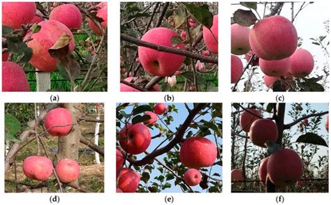 Agronomy | Special Issue : The Applications of Deep Learning in Smart ...