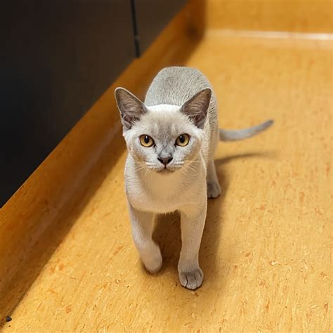 Burmese cats can baffle you - Pittwater Animal Hospital