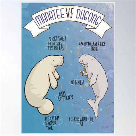 Dopaprint UNFRAMED PAPER POSTER Manatee Vs Dugong: An Educational ...