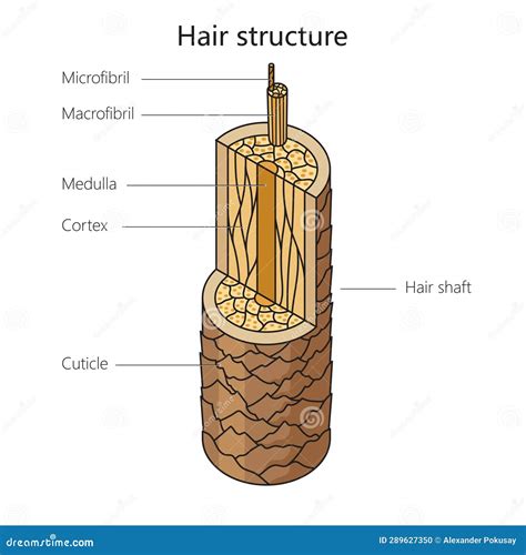 Diagrama De Estructura De Cabello Humano Ciencia Médica Ilustración del ...