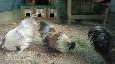 animali da cortile gratis vendita gallo da privato a galli ornamentali moroseta 11 animali da cortile gratis vendita gallo da privato a galli ornamentali moroseta 11