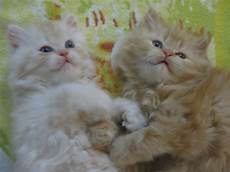gatti persiani vendo cuccioli di gatti persiani petpassion gatti persiani vendo cuccioli di gatti persiani petpassion
