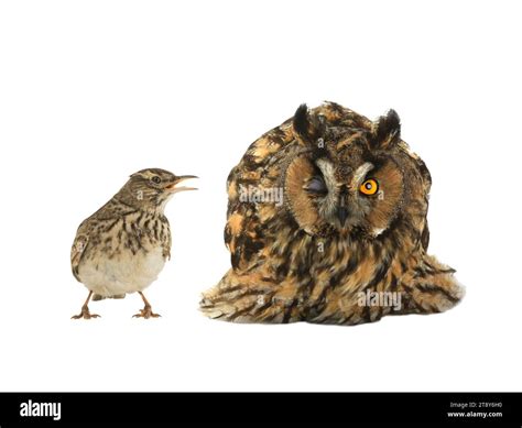 figurative picture of a portrait of an owl and a lark isolated on a ...