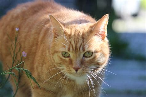 Are Orange Female Cats Really That Rare? - Paws and Effect