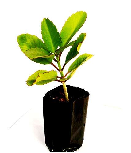 KAROLANE® Saple Patharchatta Leaf of Life Miracle Leaf Amar Poi Kop ...