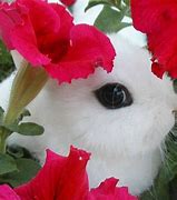 Image result for Rabbit with Flowers Wallpaper