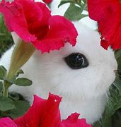 Image result for Spring Animals Bunnies