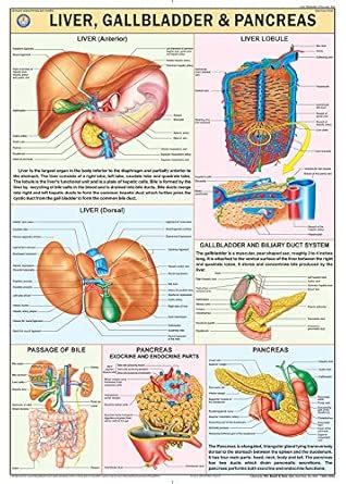 HP23S | TeachingNest | Liver, Gall bladder & Pancreas Chart 70x100 cm ...