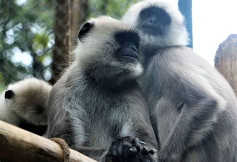 Padmaja Naidu Himalayan Zoological Park