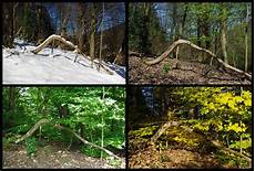 ausmalbilder herbst und winter winter fr 252 hling sommer herbst foto bild ausmalbilder herbst und winter winter fr 252 hling sommer herbst foto bild