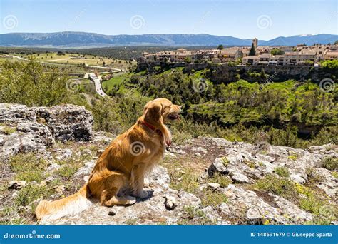 Pedraza, Castilla Y Leon, Spain: Golden Retriever in Front of the ...