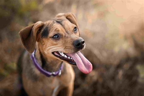 Top 25 Medium Sized Dog Breeds