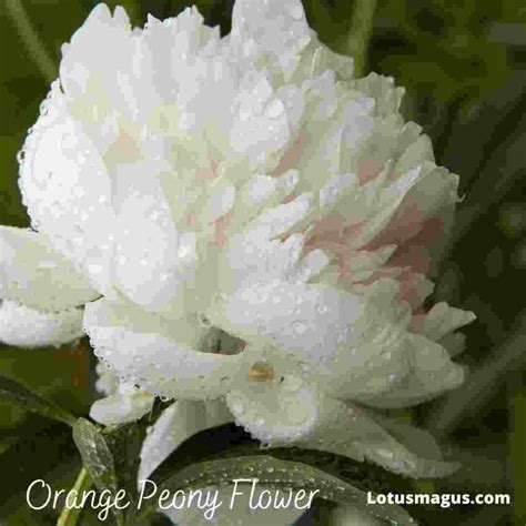 Peony Flower Meaning, Colors, Symbolism And 12 Facts (uk)