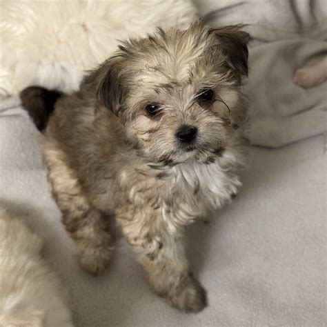 Kilkenny Irish Cream Ale nka Lily – Motley Zoo Animal Rescue